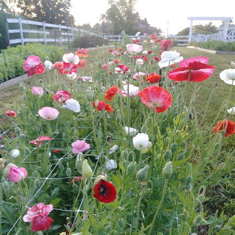 How Long Do Poppies Last Once Cut My Heart Lives Here