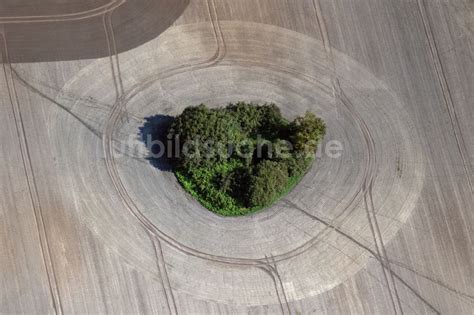 Insel Poel Von Oben Baum Insel Auf Einem Feld Auf Der Insel Poel Im