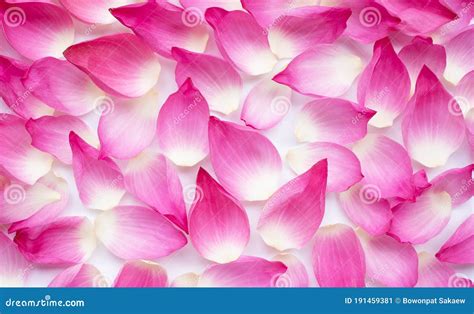 Pink Lotus Petals On White For Background Stock Image Image Of Park