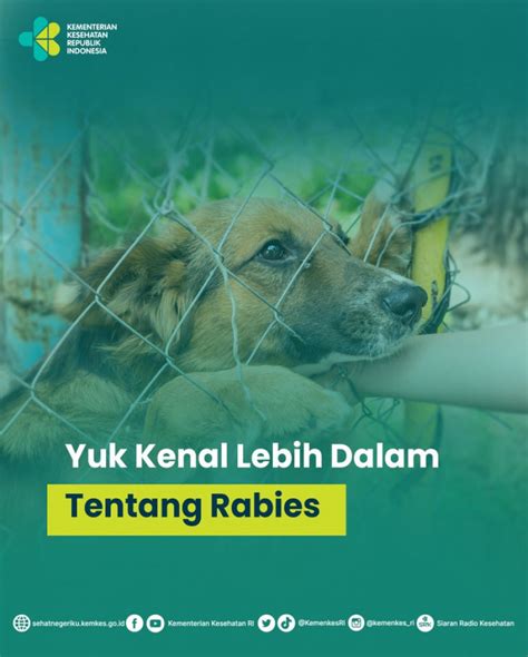 Rabies Gejala Penyebab Dan Pencegahan Penyakit Rabies