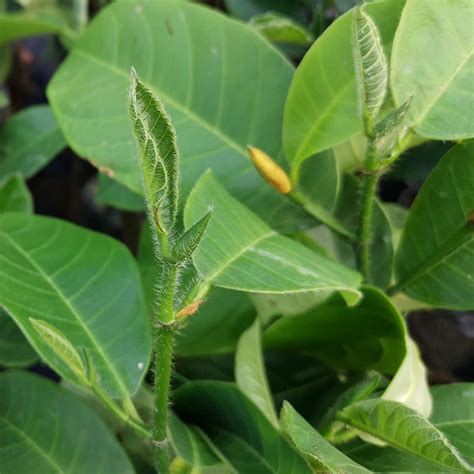 Durian Honey Seedlings Hainan Durian Seedlings Grafting Durian Honey