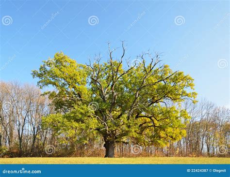 Single Oak Tree In The Autumn Glade Stock Image Image Of Tree Yellow