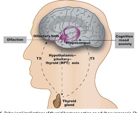 Figure From Thyroid Hormone Regulation Of Adult Neurogenesis