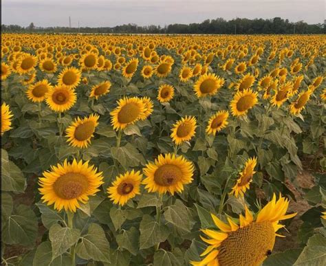 I più bei campi di girasoli in Italia dove trovarli Viaggiapiccoli