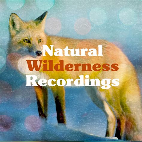 Natural Wilderness Recordings Album By Outside Broadcast