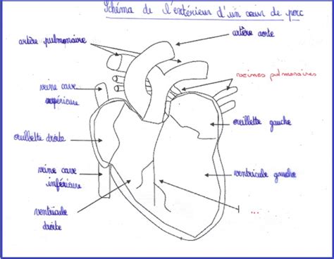 La Circulation Sanguine Cours De Svt 5ème Vive Les Svt Les