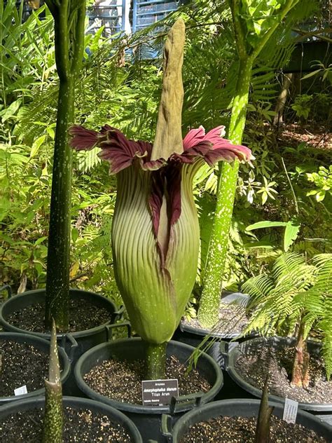 Adelaides Corpse Flower Thousands Flock To Botanic Gardens The