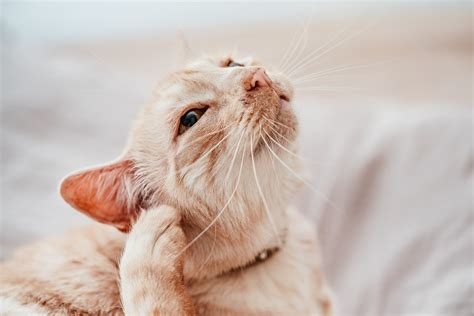 Miliary Dermatitis In Cats Causes Signs And Treatments Vet Answer Catster