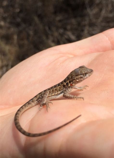 How Long Can A Baby Lizard Live Without Food - Baby Viewer