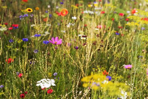 How To Turn Your Lawn Into A Wildflower Meadow And Why You Should