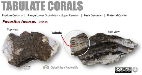 Fossils of the Paleozoic: Phylum Cnidaria (The Corals) – Laboratory Manual for Earth History