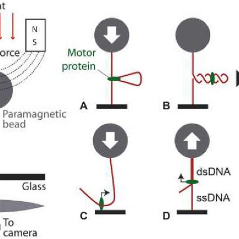 Dnab Translocates Along Double Stranded Dna And Unwinds A Forked Dna Download Scientific