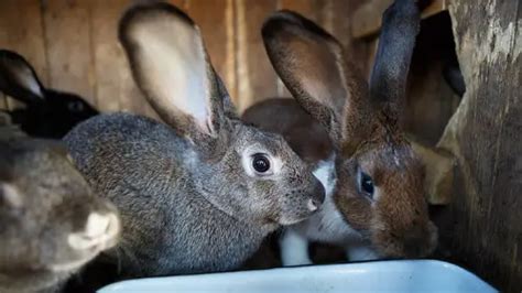 10 Rabbit Farming Facts And Success Tips Livestocking