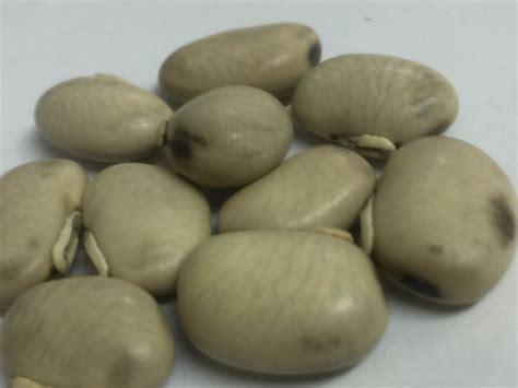 White Mucuna Pruriens Seed Packaging Type Loose At Rs 170 Kg In