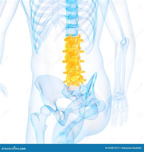 Lumbar Spine And Lumbar Vertebra Labeled Anatomical Illustration