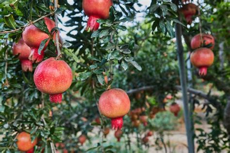 Different Methods Of Pollinating Pomegranate Trees A Guide For How To