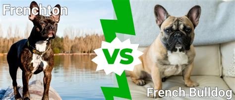 Frenchton Vs French Bulldog What Are 8 Key Differences A Z Animals