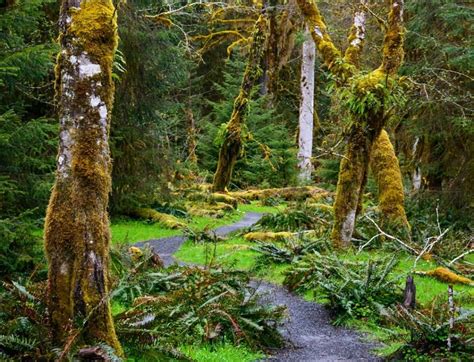 Hoh National Forest Olympic National Park Rainforests In The Us