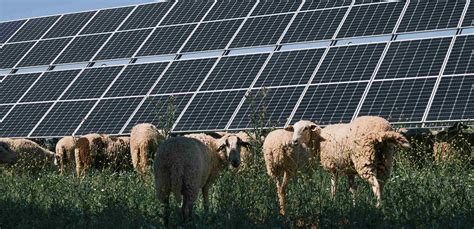 Agrivoltaics Combining Solar Energy And Agriculture Endesa