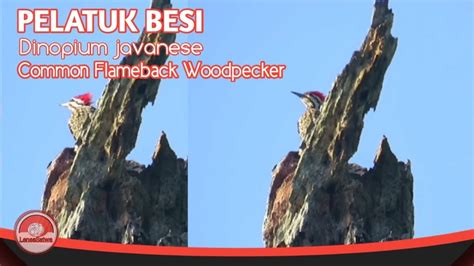 Burung Pelatuk Besi Di Alam Liar Youtube