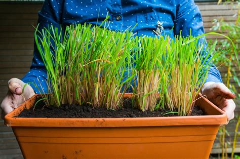 10 Reasons To Grow Lemongrass No Matter Where You Live