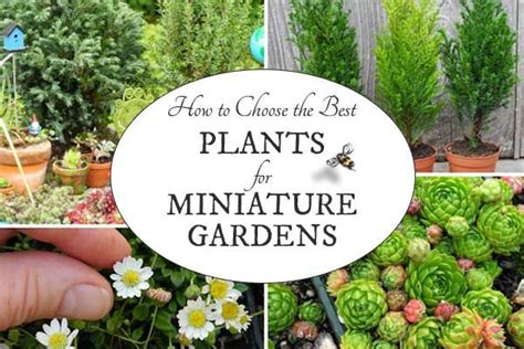 Expert Advice On How To Choose The Best Plants Containers And