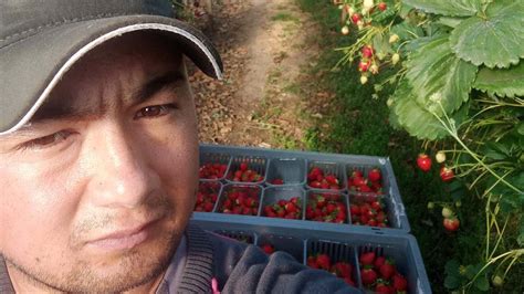 Foreign Fruit And Veg Picker Claims He Earns 12 TIMES More In UK After