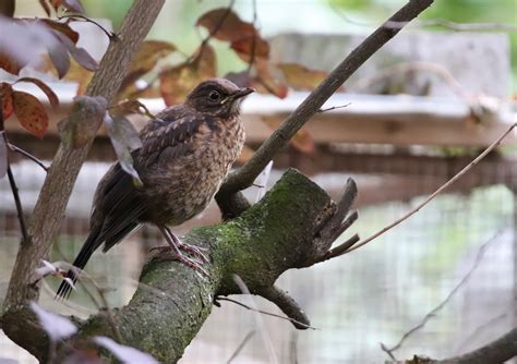 Blackbird Bird Animal Free Photo On Pixabay Pixabay