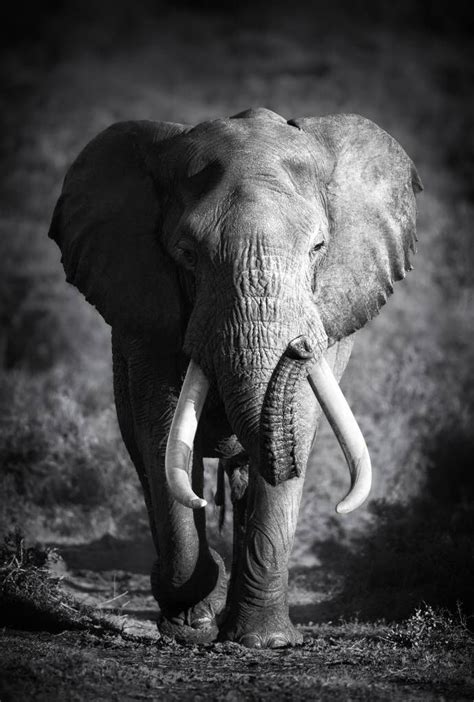 Wallpaper Mural African Elephant Photo Wallpaper