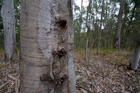 Grey Gum Eucalyptus Propinqua Carries Old Railway Spikes Dustaway