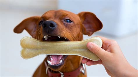 ¿qué Tipos De Huesos Pueden Comer Los Perros