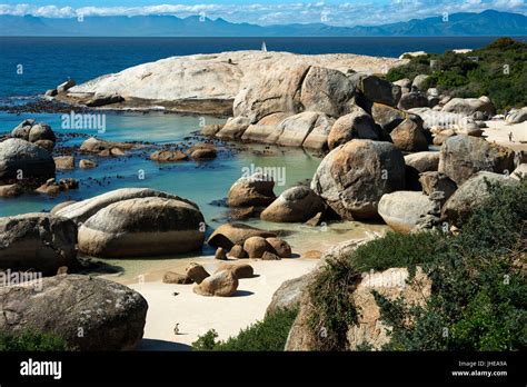 African Penguin Spheniscus Demersus Boulders Beach Simon S Town