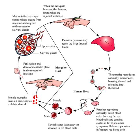 Describe The Asexual And Sexual Phase Of Life Cycle Of Plasmodium That Causes Malaria In Humans