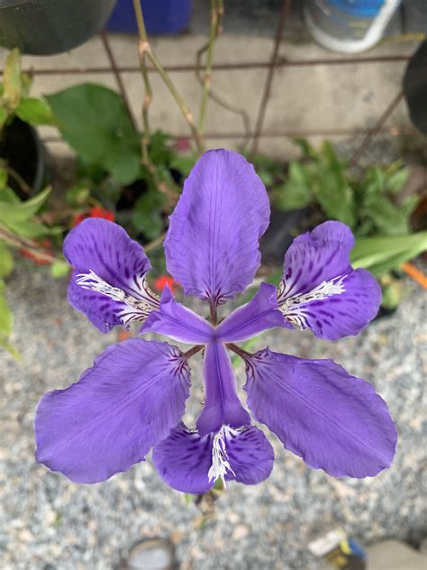 Rio Grande Beautiful Flowers Plants Plant Planets