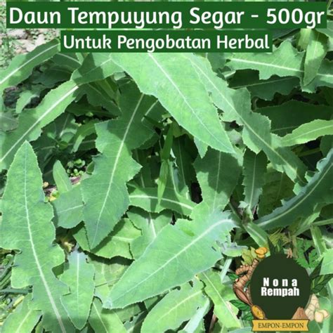 Jual Daun Tempuyung Segar 500gr Shopee Indonesia