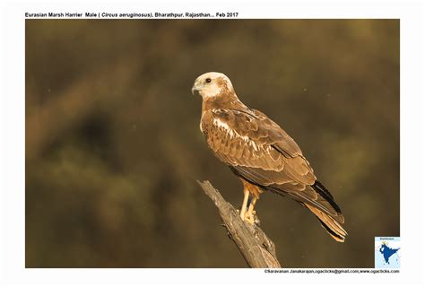 marsh-harrier-male-detail