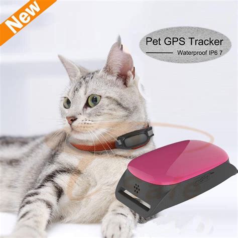 Ошейники для кошек: виды (с gps трекером, с феромонами, с маячком и пр ...