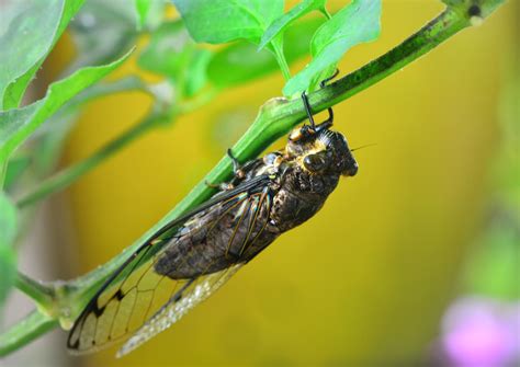 Tonggeret Alias Garengpung Famili Cicadae