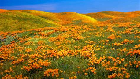 Antelope Valley Poppy Reserve Near Lancaster California Bing Gallery