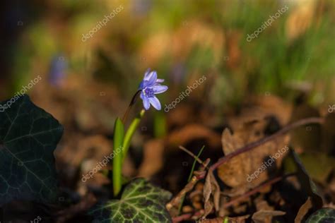 Una Gota De Nieve Azul Scilla De Cerca En El Bosque Las Primeras