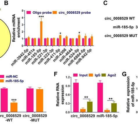 Circ 0008529 Was A CeRNA For MiR 185 5p A Venn Diagram Showed The