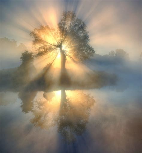 Tree of Light Wallpaper - Beautiful Wall Decor | Happywall