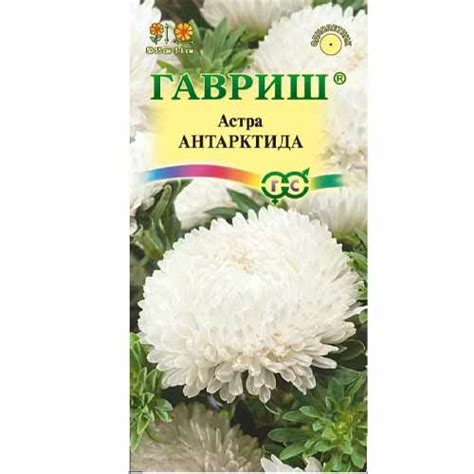 Астра пионовидная Антарктида Гавриш (40578): купить семена почтой в ...