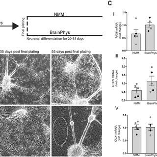 Differentiation Of Neuroprogenitor Cells Towards Cortical Neurons In