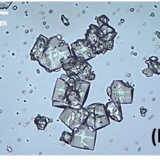 Images of the lysozyme crystal on the inside wall of tube in Exp. III ...