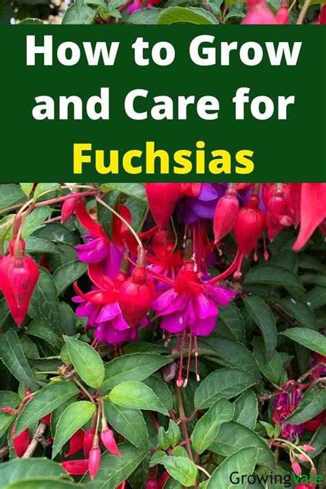 How to Grow and Care for Fuchsia Flower | Fuchsia plant, Fuchsia plant ...