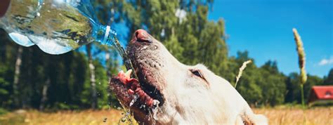 Debo Pasear A Mi Perro Cuando Hace Calor