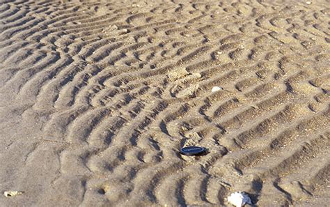 Ripple Marks In Rocks