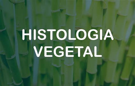 Histologia Vegetal Meristemas E Tecidos De Revestimento⚜️ Experimente