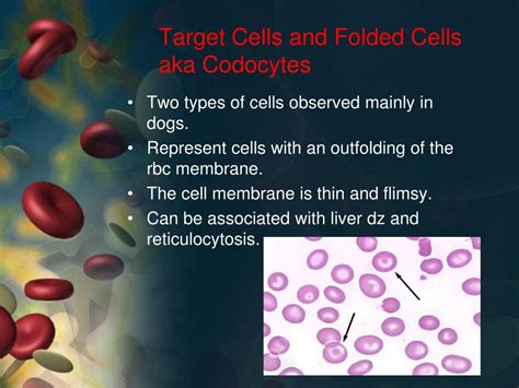 Ppt Erythrocytes Aka Rbcs Powerpoint Presentation Free Download
